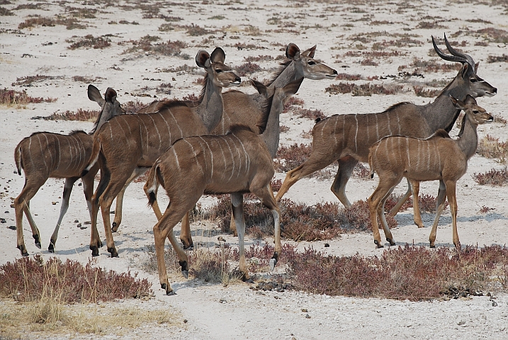 Kudufamilie