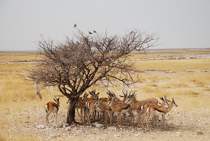 Die Springböcke suchen Schutz vor der Sonne unter Bäumen