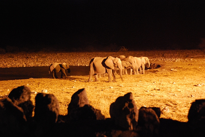 Elefanten am beleuchteten Wasserloch von Okaukuejo