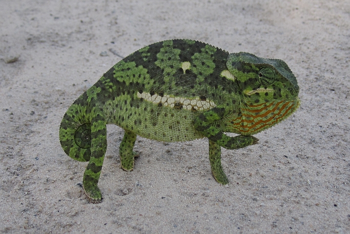 Das Chamäleon ist zuerst etwas aufgeregt ...