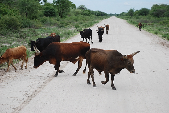 Rindviecher - einmal hin, einmal her, rundherum das ist nicht schwer