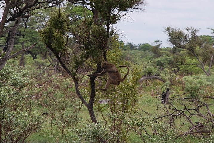 Pavian im Mudumu Nationalpark beim Baumspringen