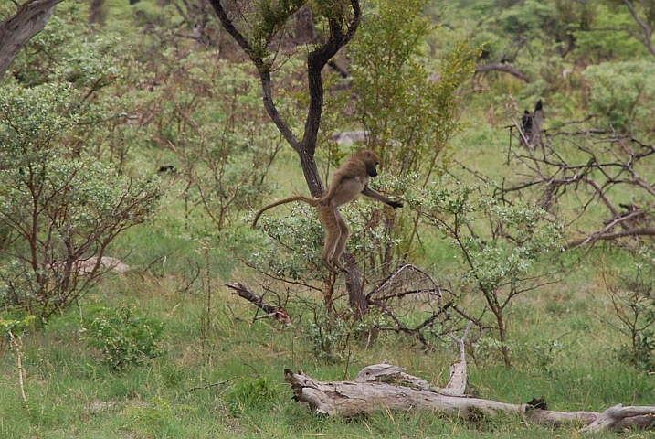 Pavian springt vom Baum