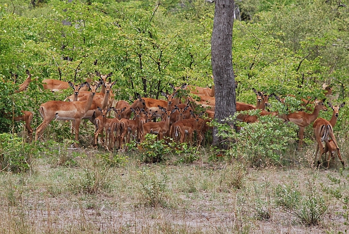Viele kleine und grosse Impalas