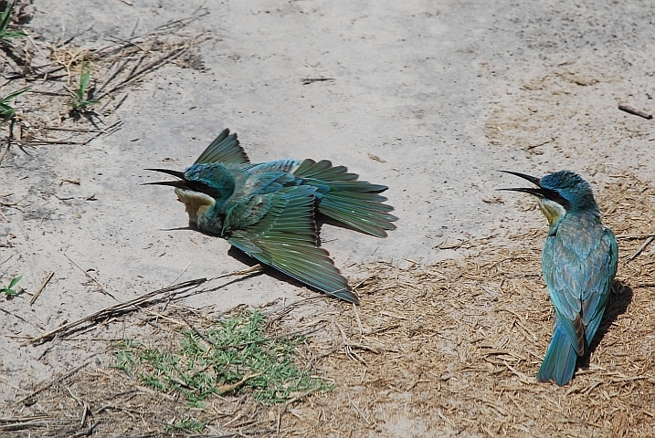 Swallow-tailed Bee-eater (Schwalbenschwanzspinte) beim Staubbaden