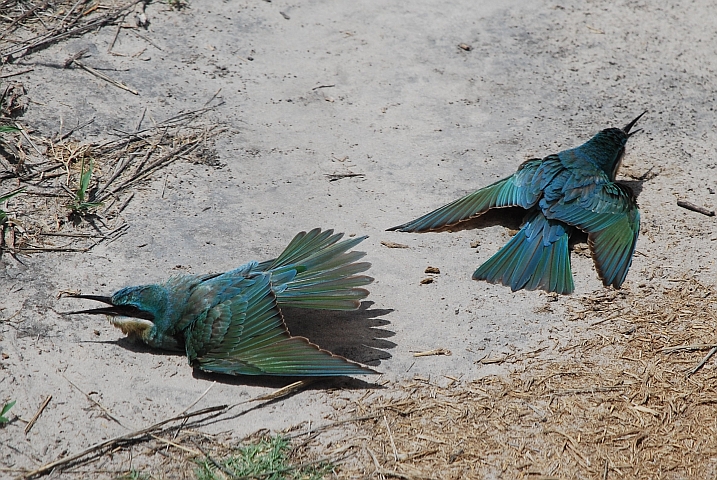 Schwimmübung oder Balzgehabe? Zwei Swallow-tailed Bee-eater (Schwalbenschwanzspinte) in unserer Fahrspur