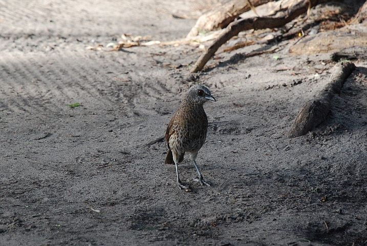 Hartlaub’s Babbler (Weissbürzeldrossling)