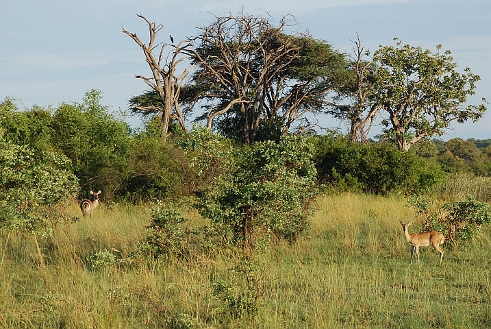 In der Kwando Core Area des Bwabwata Nationalparks gibt es vor allem Antilopen und Vögel zu sehen