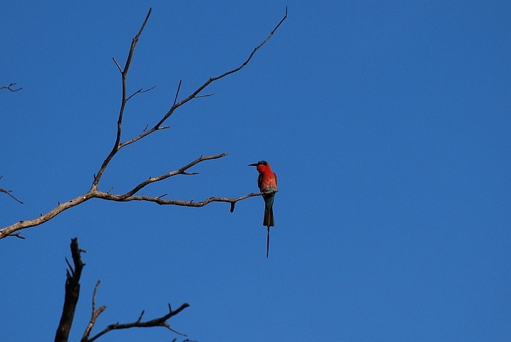 Carmine Bee-eater (Scharlachspint)