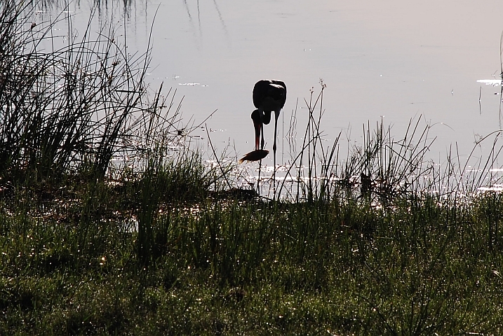 Saddle-billed Stork (Sattelstorch) beim Frühstück