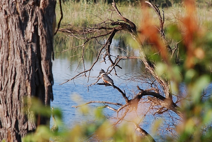 Giant Kingfisher (Riesenfischer)