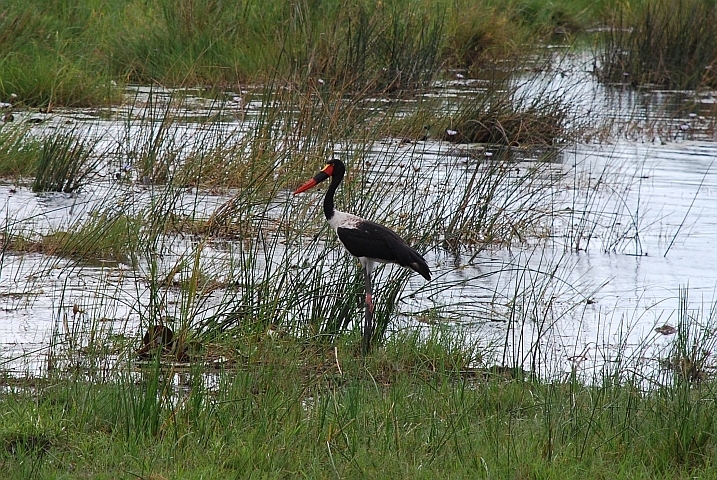 Saddle-billed Stork (Sattelstorch)