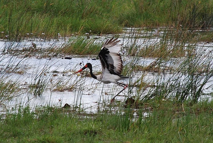 Abflug eines Saddle-billed Stork (Sattelstorch)