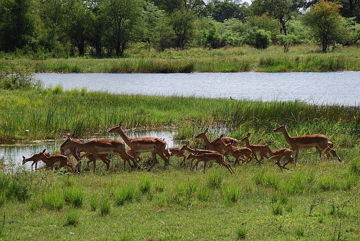 Impalas mit vielen Jungen im Bwabwata Nationalpark