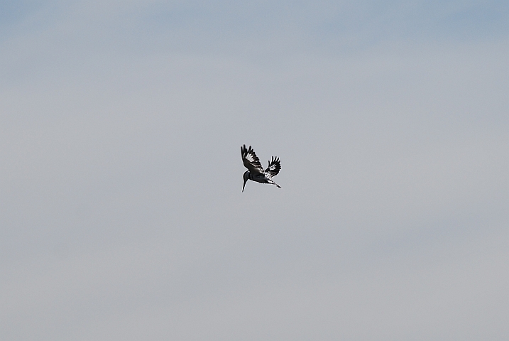 Pied Kingfisher (Graufischer) beim Rütteln