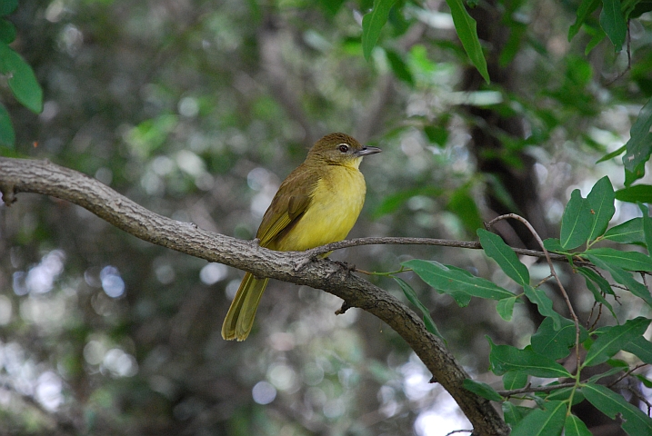 Yellow-bellied Greenbul (Gelbbauchbülbül)