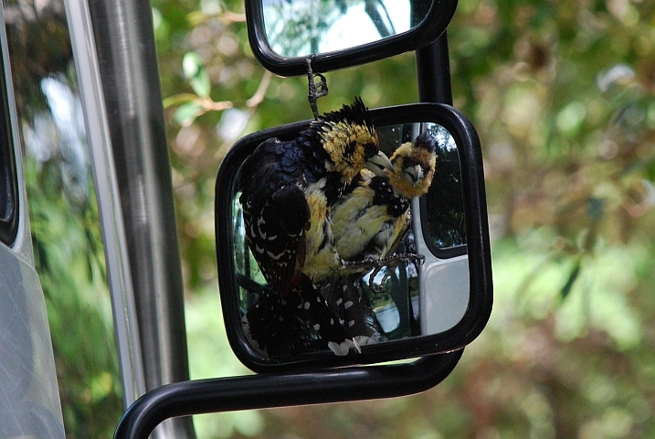 Der Punk unter den Vögeln: Crested Barbet (Haubenbartvogel) am Aussenspiegel von Obelix