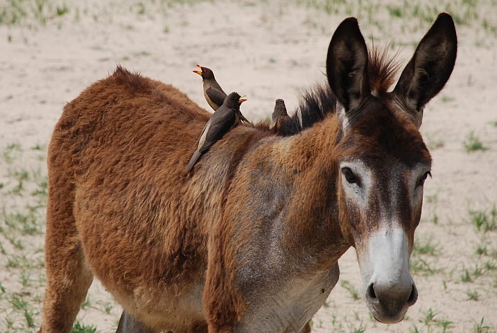 Yellow-billed Oxpecker (Gelbschnabel-Madenhacker) für einmal auf einem Esel