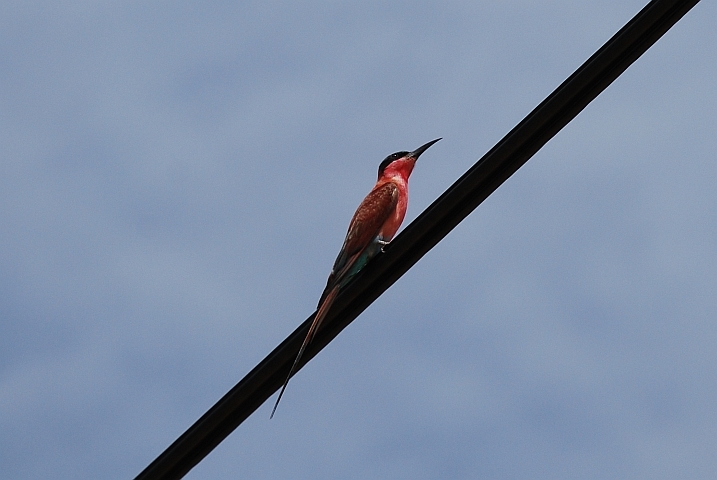 Southern Carmine Bee-eater (Karminspint)