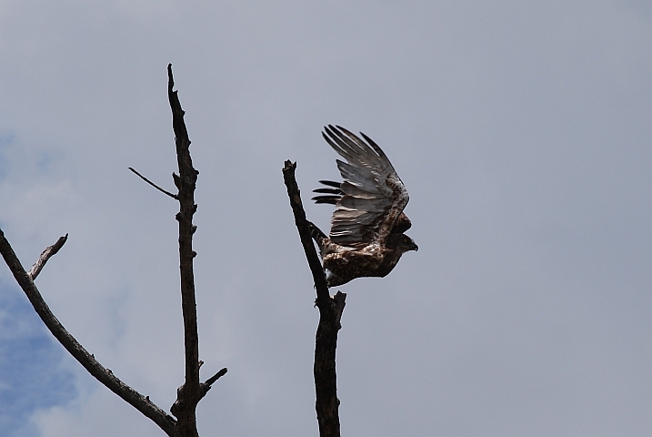 Junger Brown-Snake Eagle (Brauner Schlangenadler) hebt ab