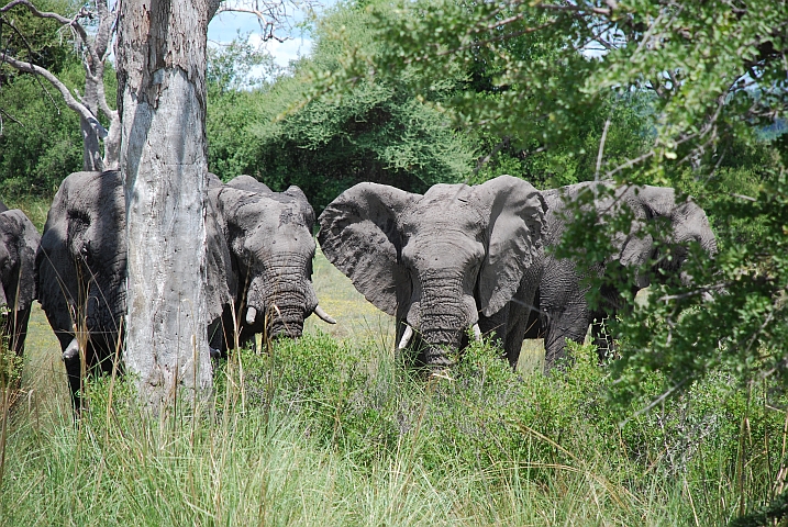 Elefanten im Mahango Game Reserve des Bwabwata Nationalparks