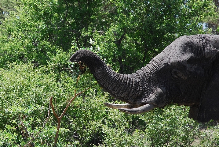 Elefant beim Fressen: Es war einmal ein Busch...