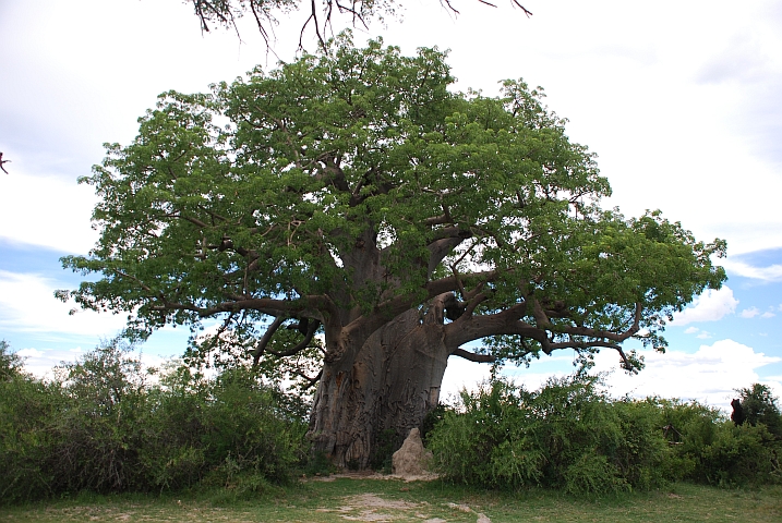 Riesiger Baobab im Mahango Game Reserve