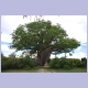 Riesiger Baobab im Mahango Game Reserve