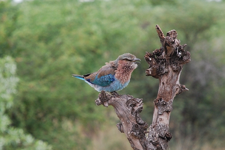 Lilac-breasted Roller (Gabelracke)