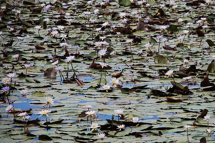 Wer sucht der findet zwischen den Seerosen: Ein African Jacana (Blaustirn-Blatthühnchen) mit zwei Jungen