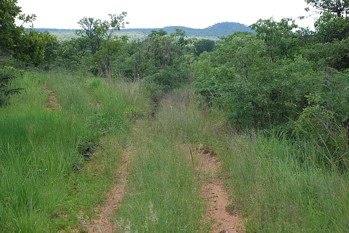 Das Gras steht hoch in der Fahrspur