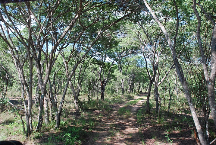 Unter diesen Bäumen sammelt Obelix Trophäen