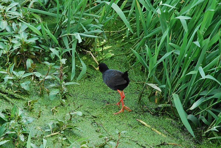 Eine Black Krake (Mohrenralle)