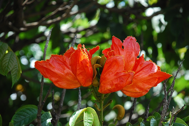 Blüte eines Alleebaumes in Gweru
