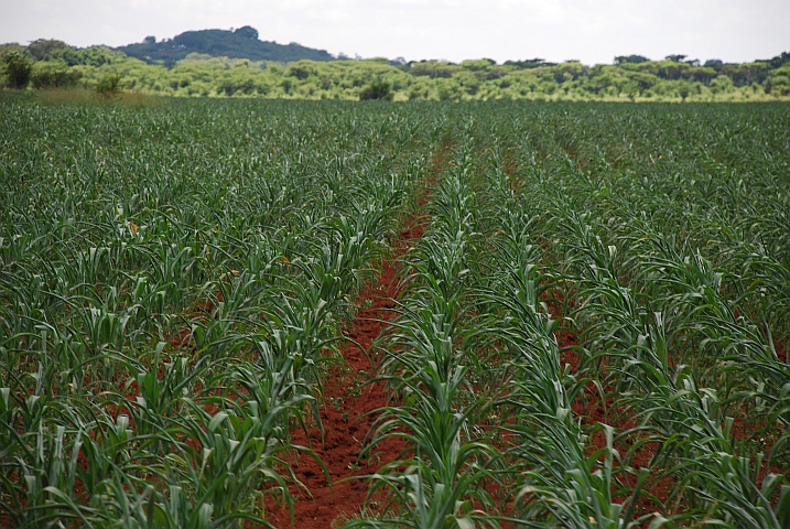 Ordentliche Maisfelder in der Nähe von Great Zimbabwe