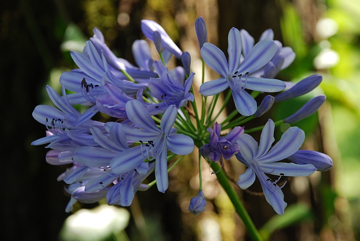 Blaue Blume in den Vumba Gardens bei Mutare