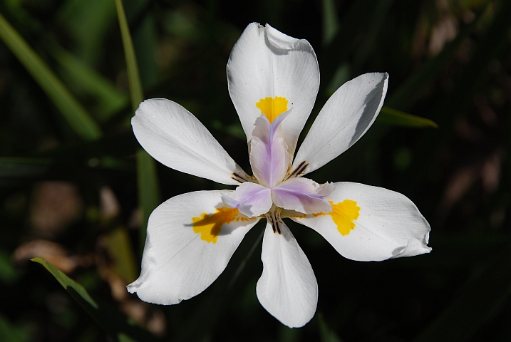 Schöne Blume in den Vumba Gardens bei Mutare