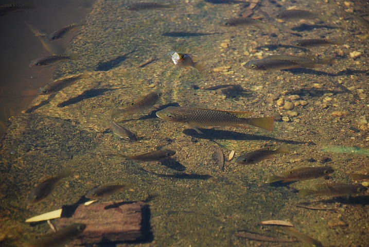 Der Beweis: Fische schnappen nach Luft!