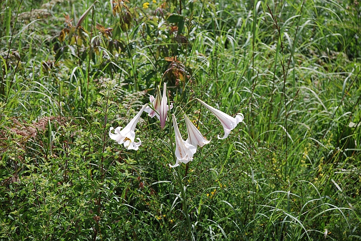 Diese Blumen wachsen hier wie Unkraut am Strassenrand