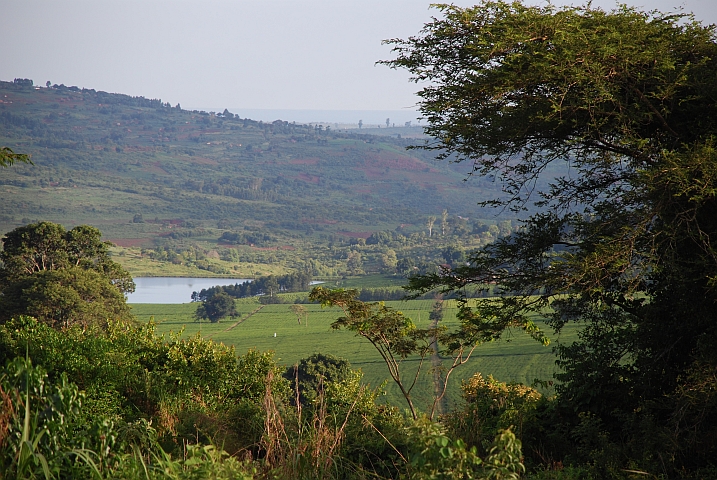 Teeplantagen bei Mt. Selinda