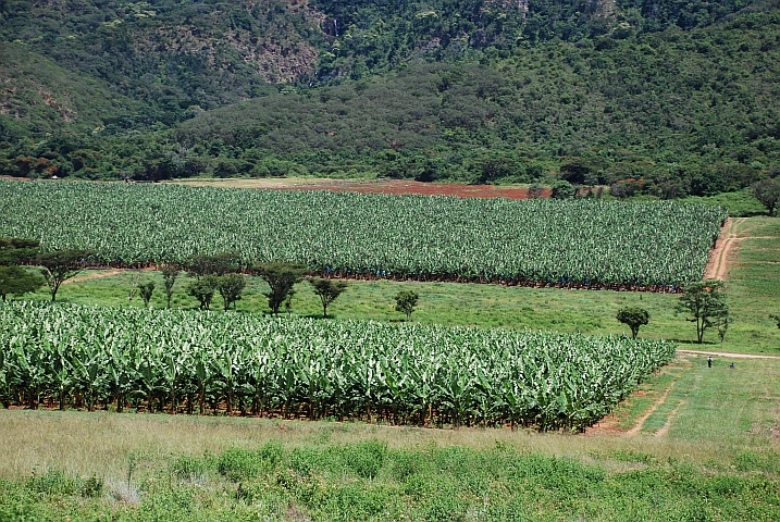 Grosse Bananenplantage zwischen Chipinge und Tonganda