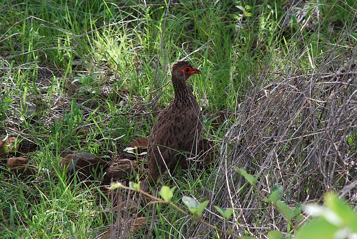 Swainson’s Spurfowl (Swainsonfrankolin)