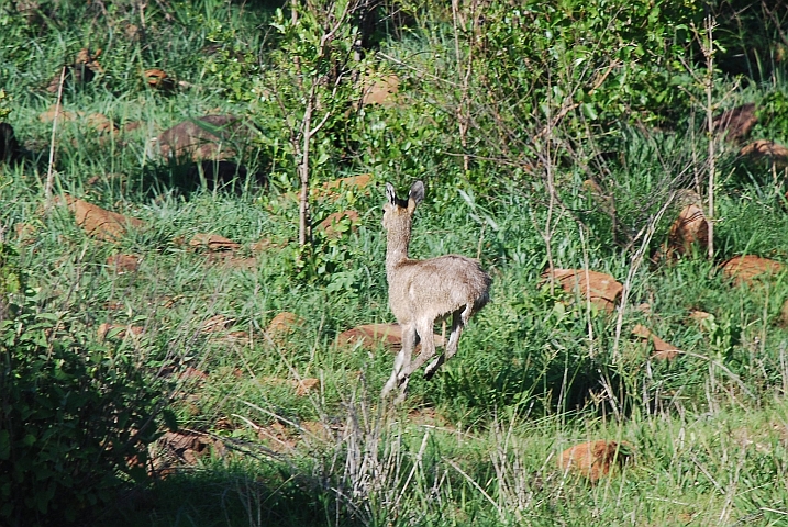 Ein Klippspringer macht sich aus dem Staub