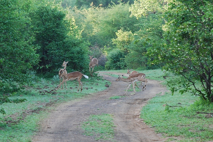 Die Impalas sind ganz schön munter am Morgen