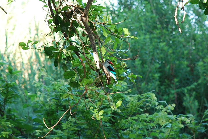 Woodland Kingfisher (Senegalliest)