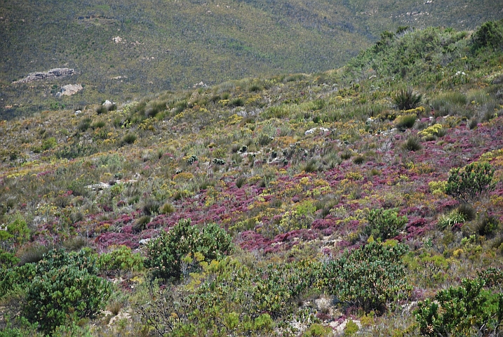 Farbige Wildnis auf der anderen Seite des Franschhoekpasses