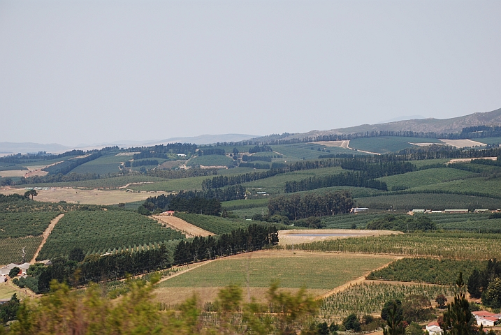 Apfelplantagen am Fusse des Vilijoenspass bei Grabouw