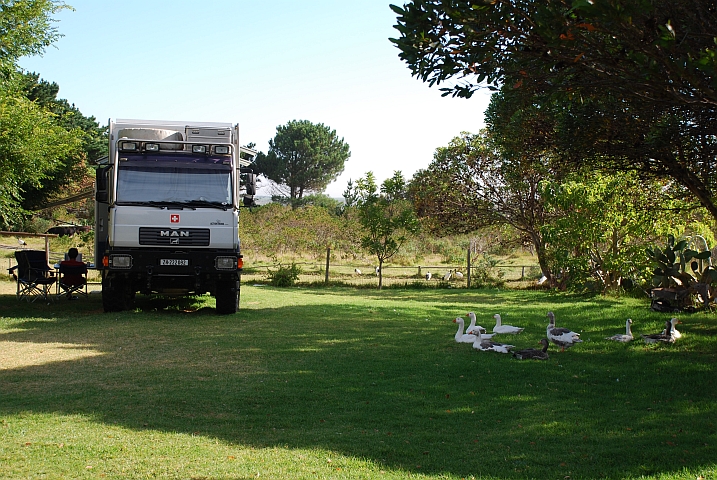 Bauernhofidylle in Noordhoek (Obelix mit den Gänsen)