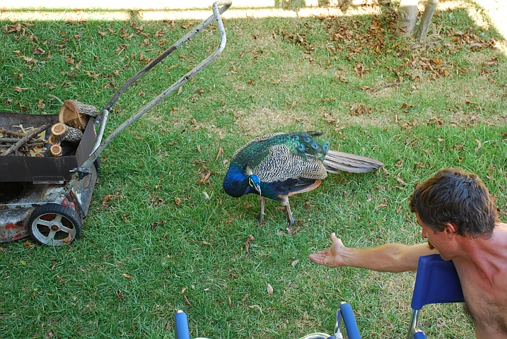 So ein Beschiss! Thomas neckt den Pfau