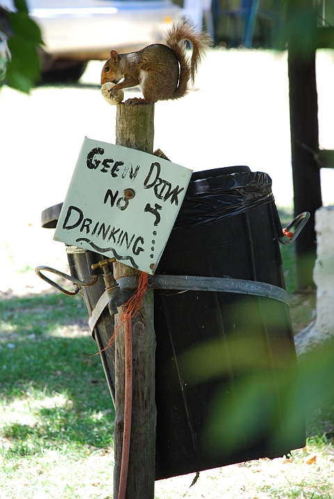 Eichhörnchen als Mülleimerräuber auf der Chapman’s Peak Caravan Farm in Noordhoek